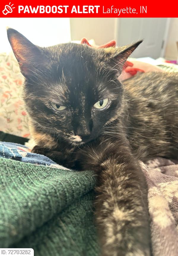 Lost Female Cat last seen Julia lane , Lafayette, IN 47905