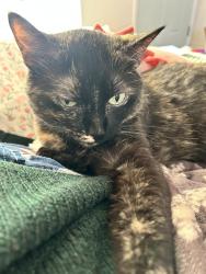 Lost Female Cat last seen Julia lane , Lafayette, IN 47905