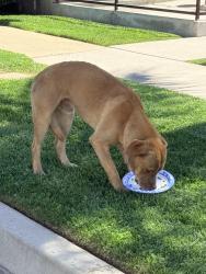 Found/Stray Male Dog last seen Palm Ave and fisher st , San Bernardino, CA 92346