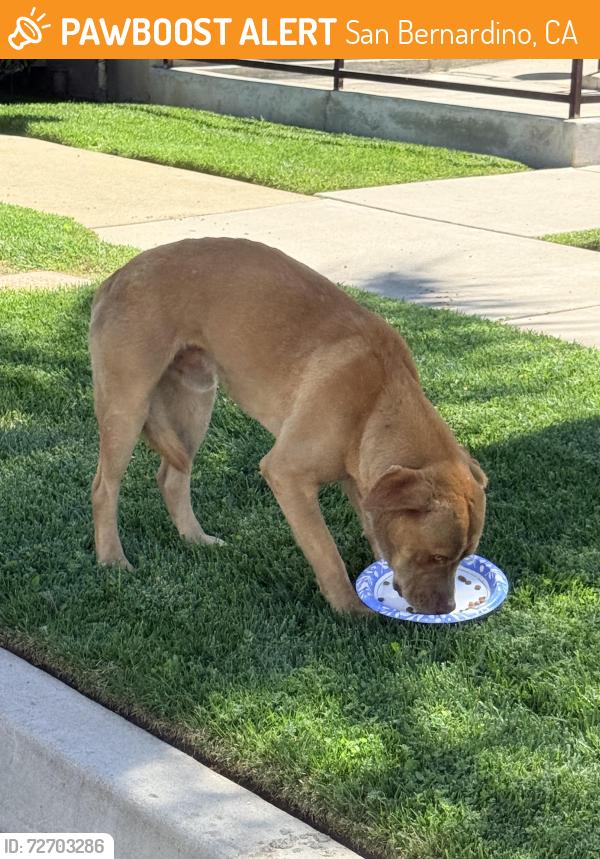 Found/Stray Male Dog last seen Palm Ave and fisher st , San Bernardino, CA 92346