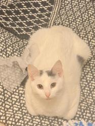 Lost Female Cat last seen 9th street, E Neal Robert Elementary, Waterman Discount Mall, San Bernardino, CA 92410