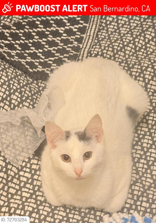 Lost Female Cat last seen 9th street, E Neal Robert Elementary, Waterman Discount Mall, San Bernardino, CA 92410