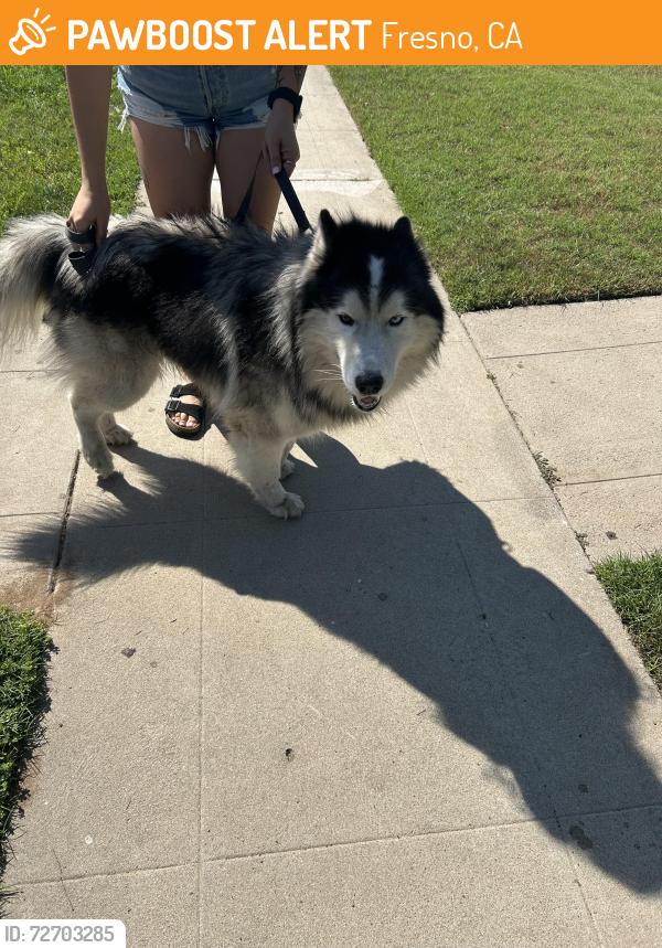 Found/Stray Male Dog last seen Olive/ mckinley, Fresno, CA 93721