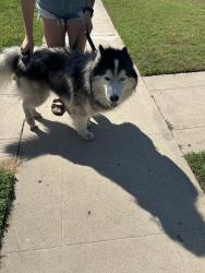 Found/Stray Male Dog last seen Olive/ mckinley, Fresno, CA 93721