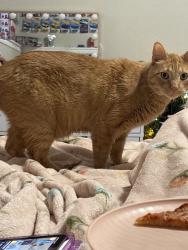 Lost Male Cat last seen Russlle Way & yucca way, Thornton, CO 80229