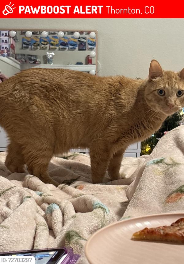 Lost Male Cat last seen Russlle Way & yucca way, Thornton, CO 80229