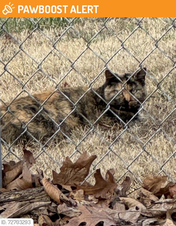 Found/Stray Unknown Cat last seen E Swaller Rd, Crews Dr. imperial, Imperial Township, MO 63052