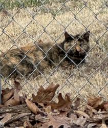 Found/Stray Unknown Cat last seen E Swaller Rd, Crews Dr. imperial, Imperial Township, MO 63052