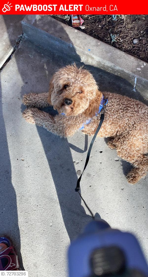 Lost Male Dog last seen Vineyard , Oxnard, CA 93036
