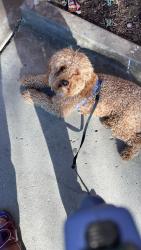 Lost Male Dog last seen Vineyard , Oxnard, CA 93036