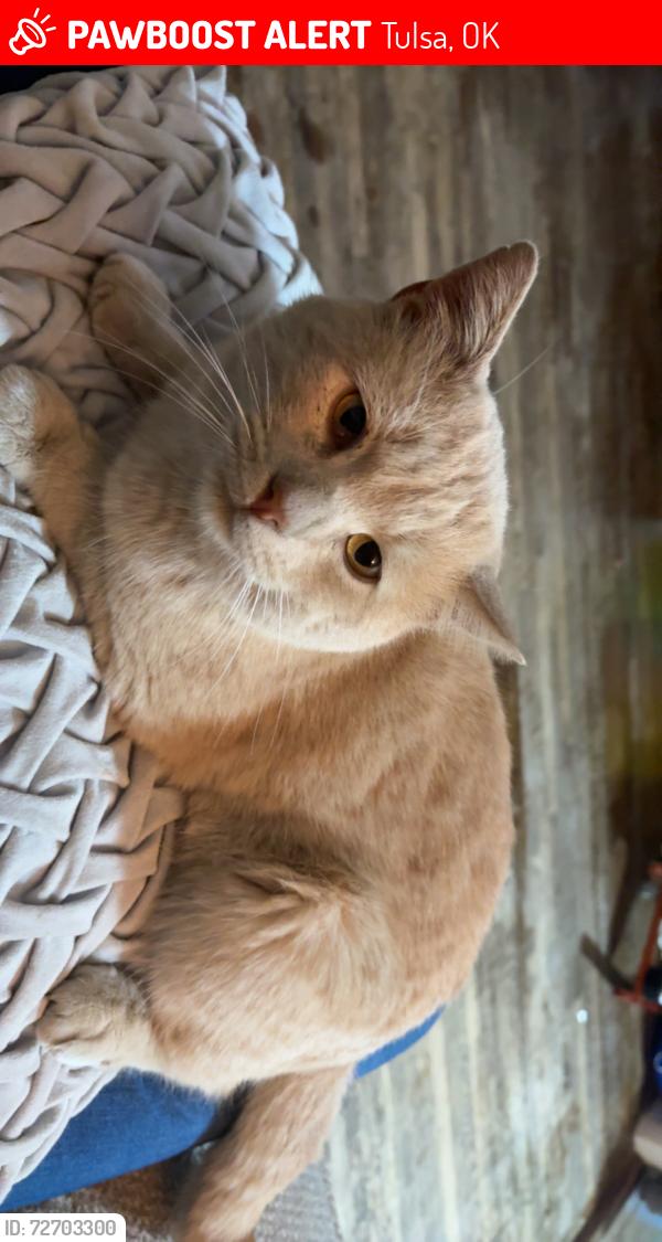 Lost Male Cat last seen N Hartford Ave and E 43rd St N, Tulsa, OK 74106