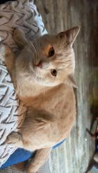 Lost Male Cat last seen N Hartford Ave and E 43rd St N, Tulsa, OK 74106