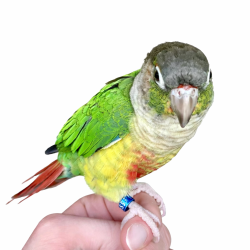 Lost Female Bird last seen Debra Court, Montville Lakes subdivision, Medina, Ohio, Montville Township, OH 44256