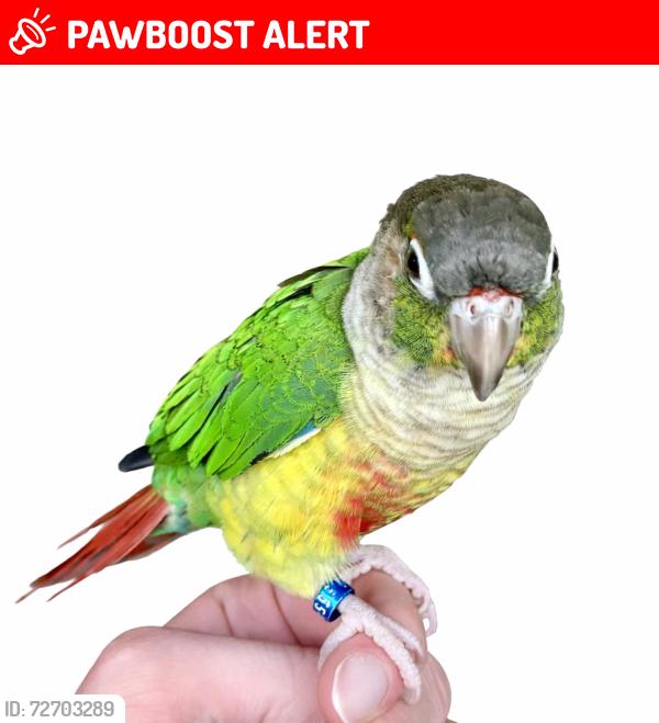 Lost Female Bird last seen Debra Court, Montville Lakes subdivision, Medina, Ohio, Montville Township, OH 44256