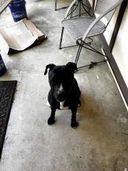Found/Stray Male Dog last seen Spartan Dr, Hudson, NC 28638
