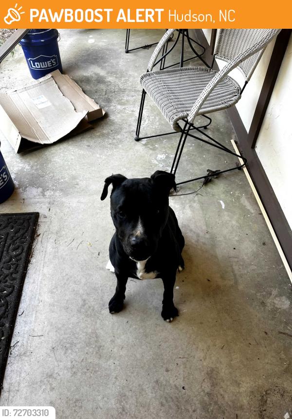 Found/Stray Male Dog last seen Spartan Dr, Hudson, NC 28638