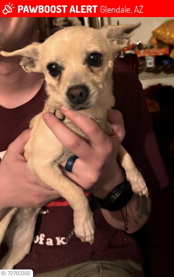 Lost Female Dog last seen 61st and Missouri , Glendale, AZ 85301