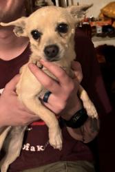 Lost Female Dog last seen 61st and Missouri , Glendale, AZ 85301