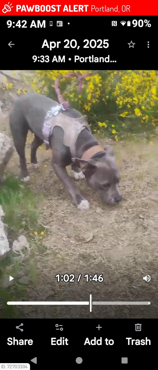 Lost Female Dog last seen PCC campus North Portland , Portland, OR 97217