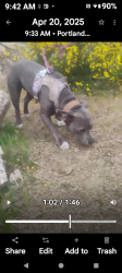 Lost Female Dog last seen PCC campus North Portland , Portland, OR 97217