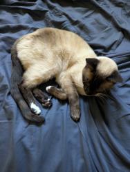 Lost Female Cat last seen Las Trampas Pool , Lafayette, CA 94549