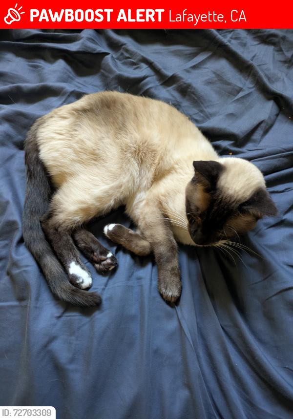 Lost Female Cat last seen Las Trampas Pool , Lafayette, CA 94549