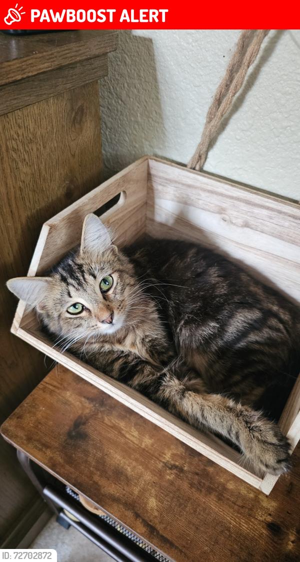 Lost Male Cat last seen Behind Crazy Horse Cafe, Escambia County, FL 32506