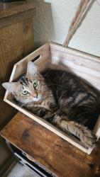 Lost Male Cat last seen Behind Crazy Horse Cafe, Escambia County, FL 32506