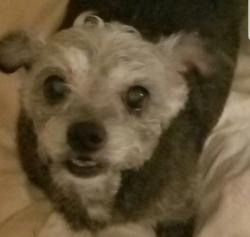Lost Female Dog last seen Alba & 42nd st 77018, Houston, TX 77018