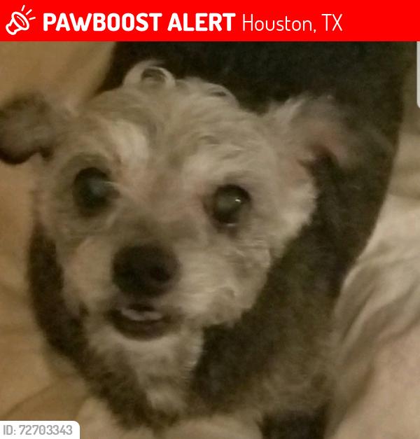 Lost Female Dog last seen Alba & 42nd st 77018, Houston, TX 77018