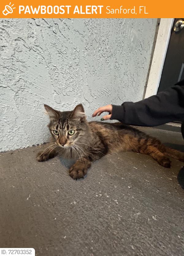 Found/Stray Unknown Cat last seen west airport, Sanford, FL 32773