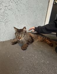 Found/Stray Unknown Cat last seen west airport, Sanford, FL 32773