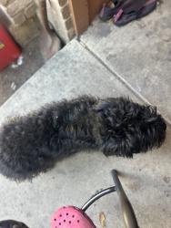 Found/Stray Unknown Dog last seen Culebra and potranco, San Antonio, TX 78251