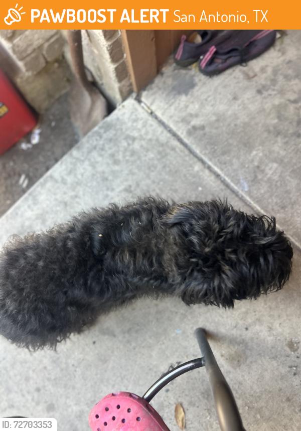 Found/Stray Unknown Dog last seen Culebra and potranco, San Antonio, TX 78251