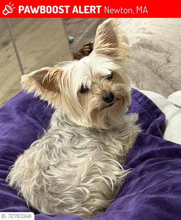 Lost Female Dog last seen Hagen Road / Newton South High, Newton, MA 02459