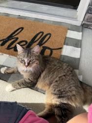 Found/Stray Unknown Cat last seen Mcgee’s Crossroads Area, McGee Crossroads, NC 27501