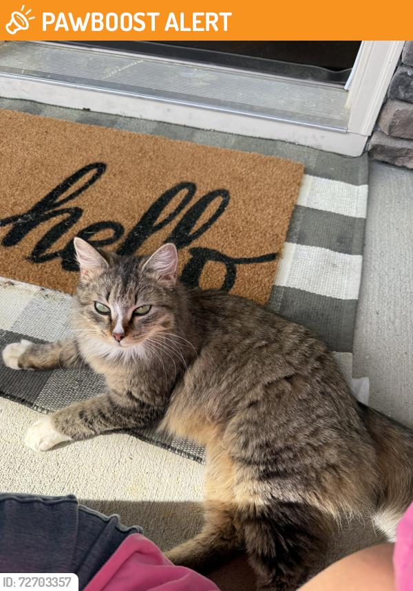 Found/Stray Unknown Cat last seen Mcgee’s Crossroads Area, McGee Crossroads, NC 27501