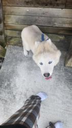 Found/Stray Female Dog last seen Just outside downtown chattanooga, Chattanooga, TN 37411