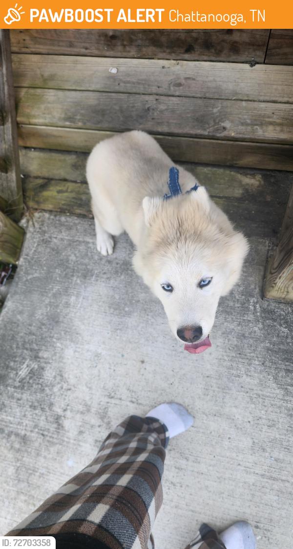 Found/Stray Female Dog last seen Just outside downtown chattanooga, Chattanooga, TN 37411