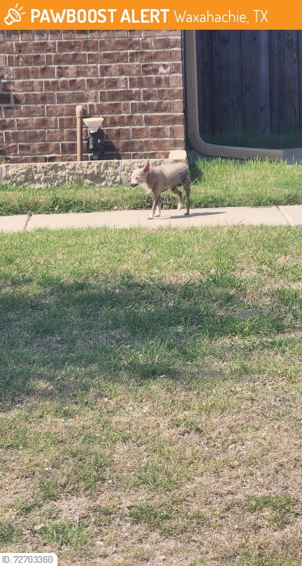 Found/Stray Male Dog last seen Colorado and  Yukon. Waxahachie tx , Waxahachie, TX 75167
