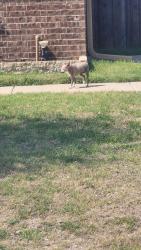 Found/Stray Male Dog last seen Colorado and  Yukon. Waxahachie tx , Waxahachie, TX 75167
