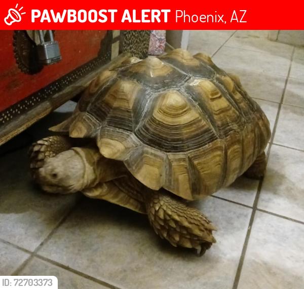 Lost Unknown Other last seen GCU golf course, Phoenix, AZ 85031