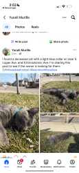 Found/Stray Male Cat last seen S. Kinnickinic Ave, Milwaukee, WI 53207