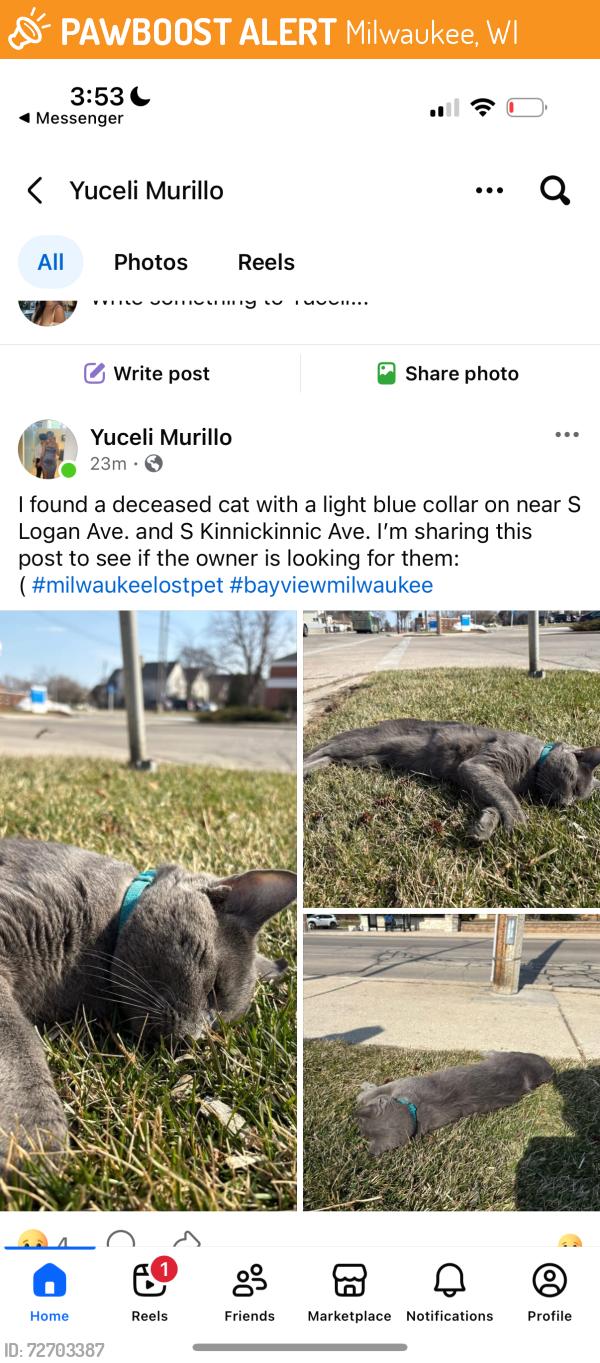 Found/Stray Male Cat last seen S. Kinnickinic Ave, Milwaukee, WI 53207