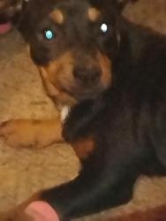 Lost Female Dog last seen Thomas Jefferson , Forest City, NC 28043