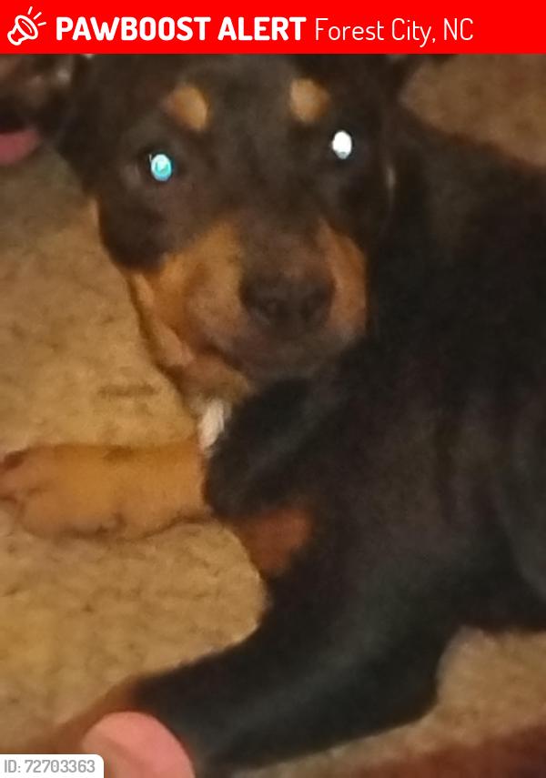 Lost Female Dog last seen Thomas Jefferson , Forest City, NC 28043