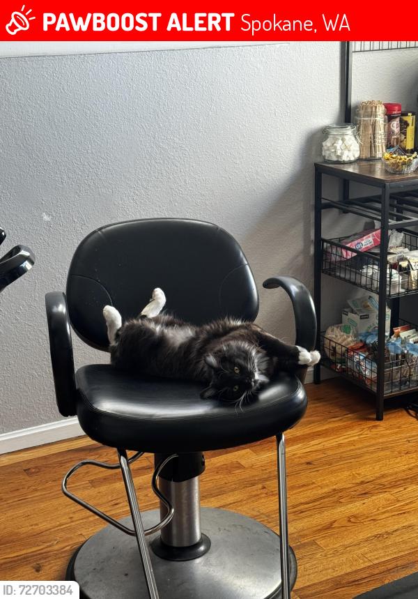 Lost Male Cat last seen Rogers High School, Spokane, WA 99207