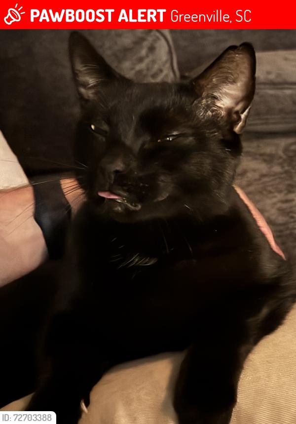 Lost Male Cat last seen Near East North St, Greenville, SC 29607