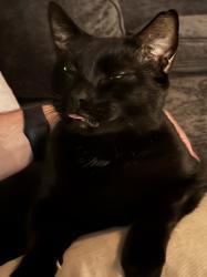 Lost Male Cat last seen Near East North St, Greenville, SC 29607
