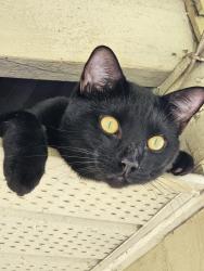 Lost Male Cat last seen Cox and 524, Cocoa, FL 32926